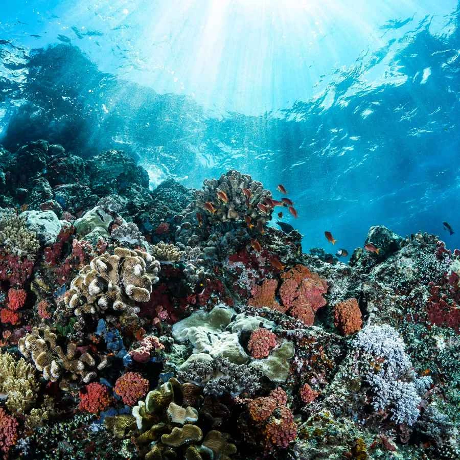 offerta Fiji Barriera corallina delle Fiji